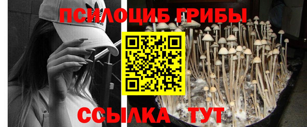 Волжск  Псилоцибиновые грибы Psilocybe  Вход с VPN  Галлюциногенные грибы MAGIC MUSHROOMS 